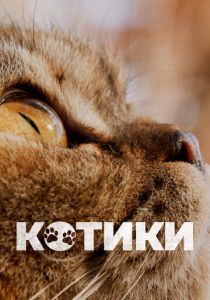 Котики 2022